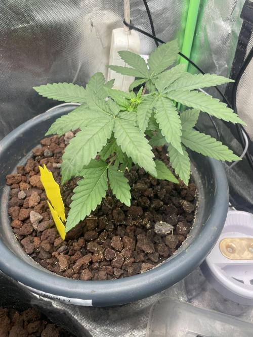 Banana Hammock im neuen Zuhause. Week 2