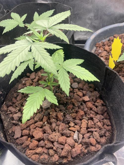 Banana Hammock im neuen Zuhause. Week 2