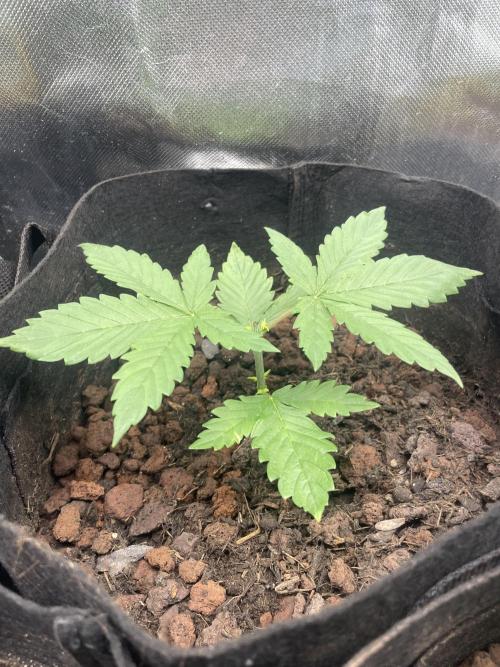 Banana Hammock im neuen Zuhause. Week 2