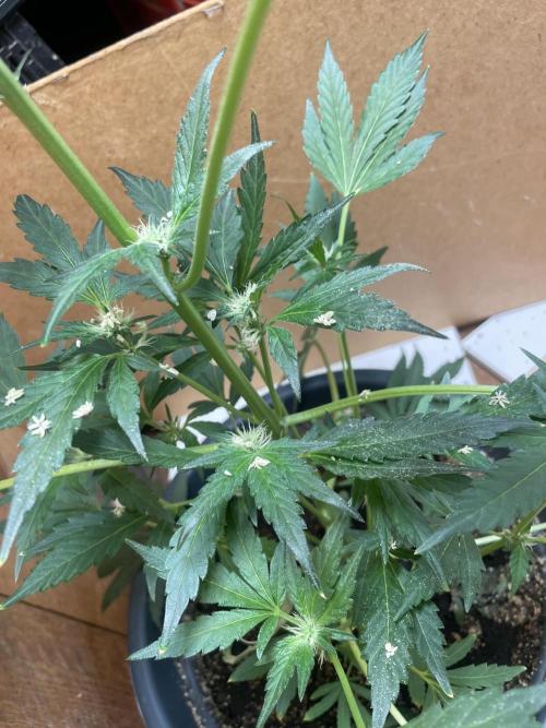 Eigene Kreuzung/ Own Strain. Week 9
