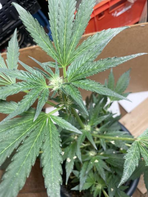 Eigene Kreuzung/ Own Strain. Week 9