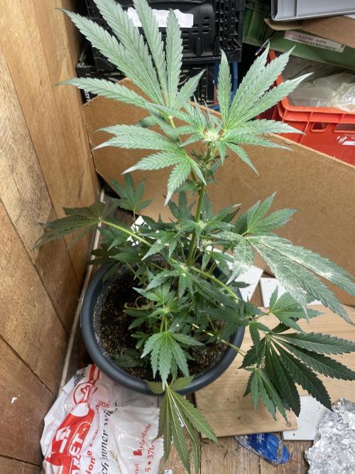 Eigene Kreuzung/ Own Strain. Week 9