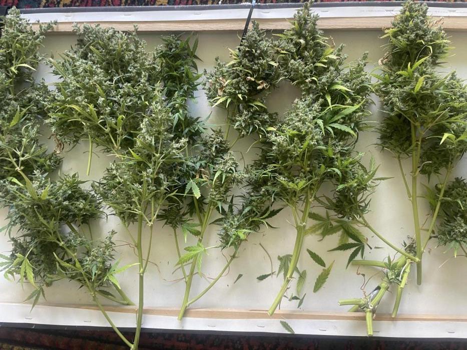 Seedsman Samen 1 Lowrider Frau. Week 9