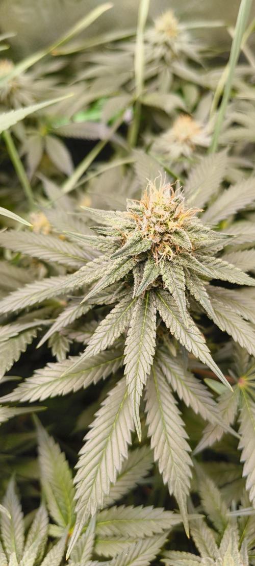 Living Soil rocks!🤘🏼. Week 12 - Lemon Tree 