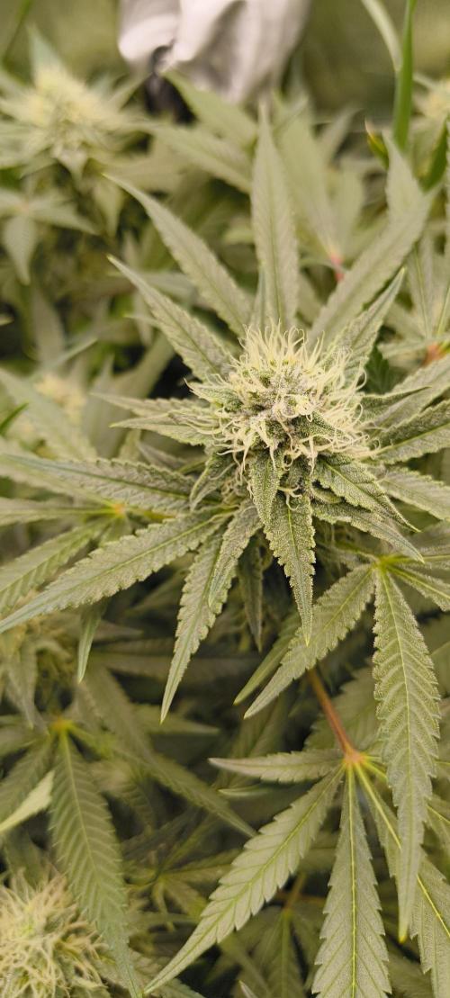 Living Soil rocks!🤘🏼. Week 12 - Wappa