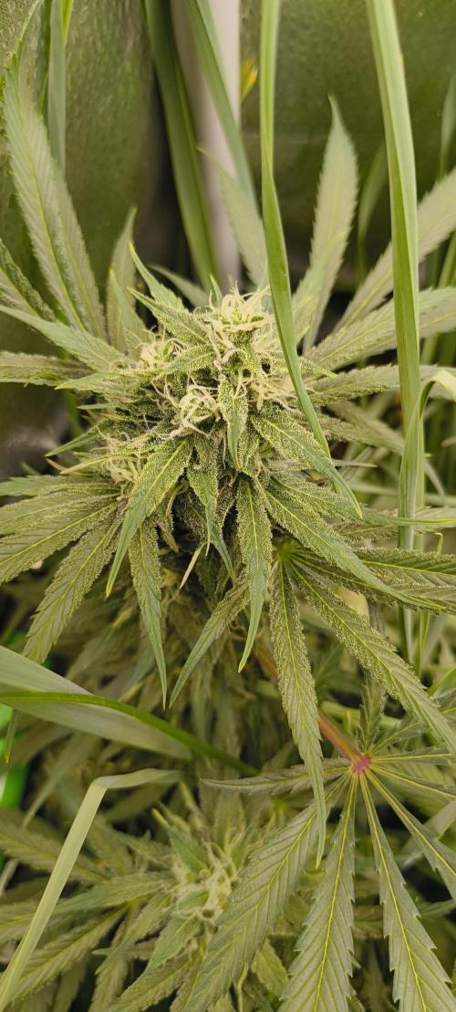 Living Soil rocks!🤘🏼. Week 12 - Cbd Skunk Haze