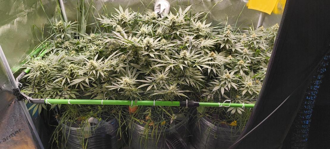 Living Soil rocks!🤘🏼. Week 12 - Jungle