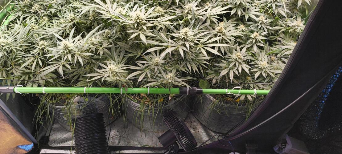 Living Soil rocks!🤘🏼. Week 12 - Airflow from below the cannopy