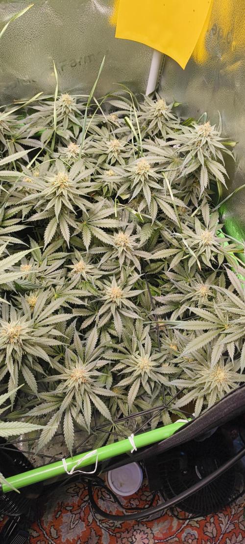 Living Soil rocks!🤘🏼. Week 12 - LT