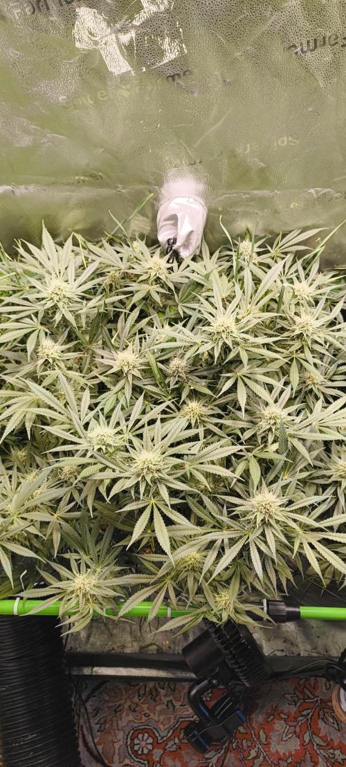 Living Soil rocks!🤘🏼. Week 12 - Wappa