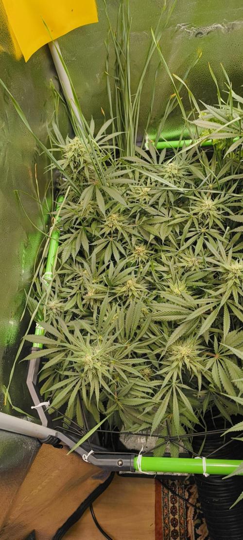 Living Soil rocks!🤘🏼. Week 12 - CBD Skunk Haze