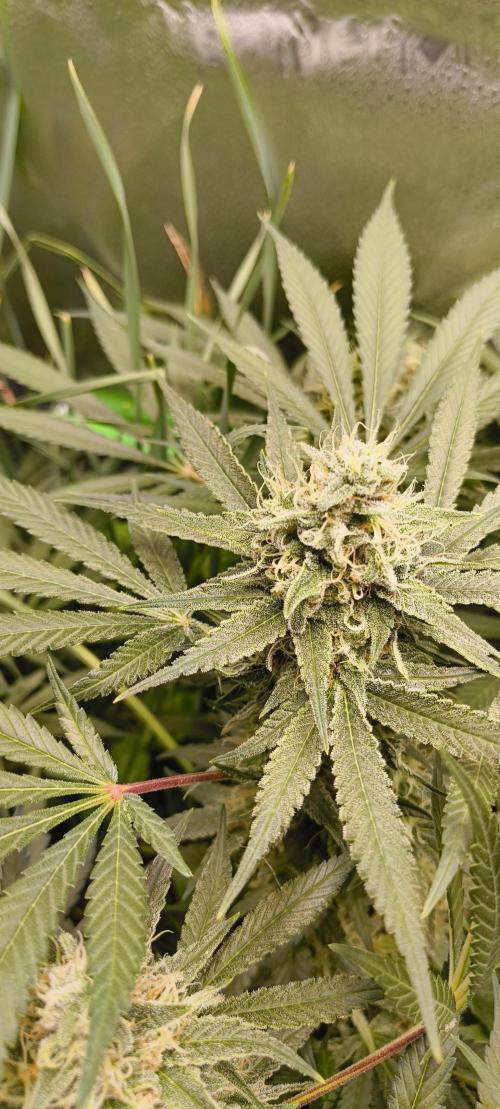 Living Soil rocks!🤘🏼. Week 13