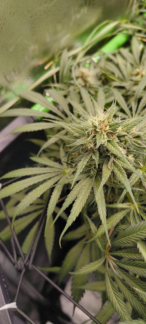 Living Soil rocks!🤘🏼. Week 13