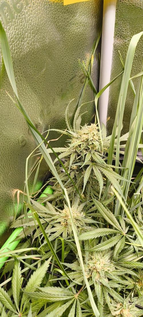 Living Soil rocks!🤘🏼. Week 13 - CSH