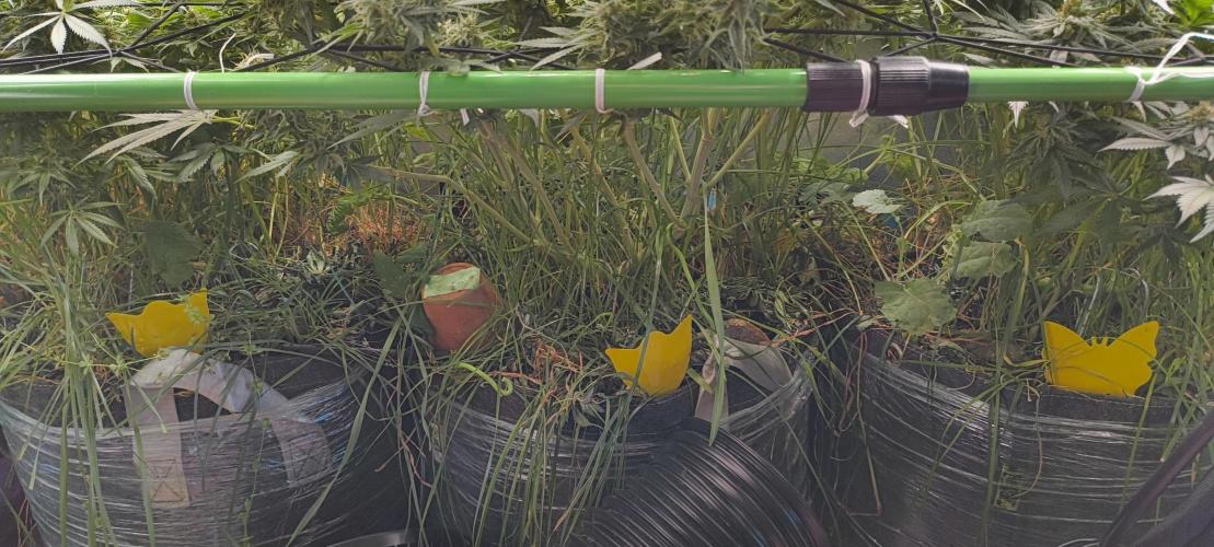 Living Soil rocks!🤘🏼. Week 13 - Under Cannopy