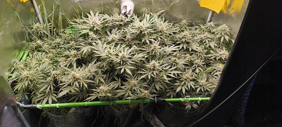 Living Soil rocks!🤘🏼. Week 13 - Jungle