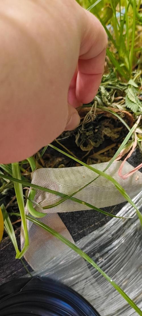 Living Soil rocks!🤘🏼. Week 13 - Dry empty 🥑