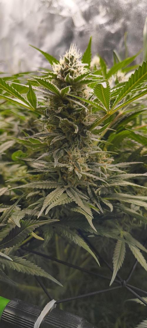 Living Soil rocks!🤘🏼. Week 13 - Fat Wappa