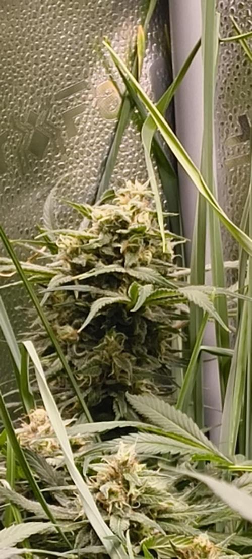 Living Soil rocks!🤘🏼. Week 13 - Really fat CBD Skunk Haze