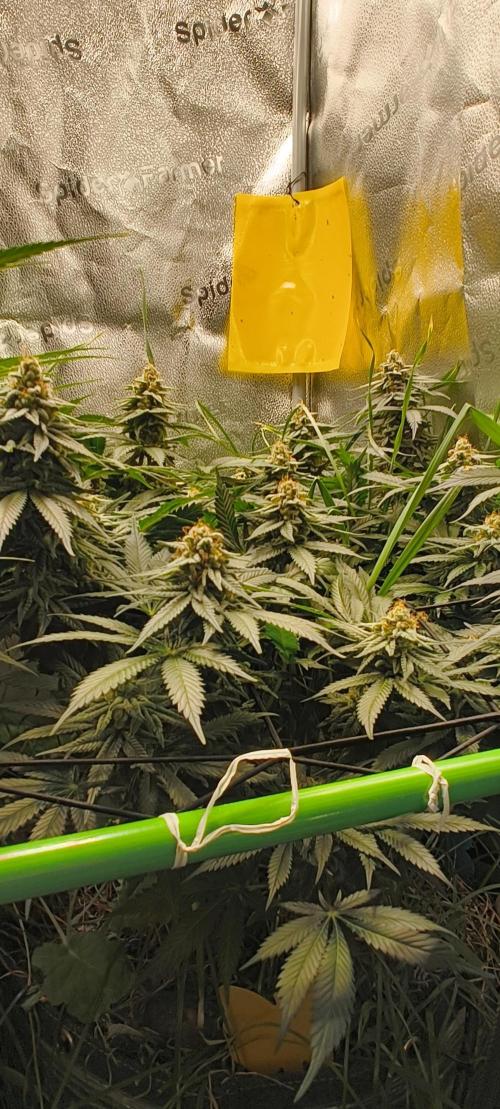 Living Soil rocks!🤘🏼. Week 13 - Pinetree forrest aka LT