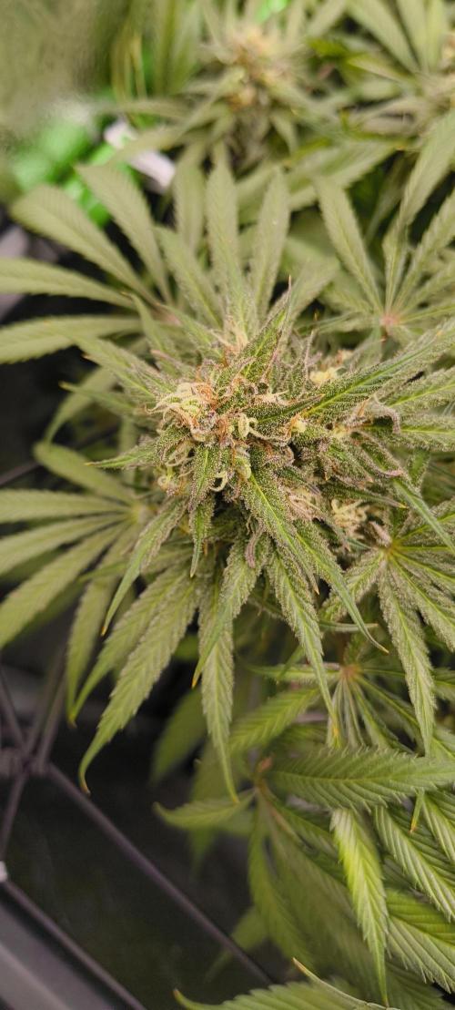 Living Soil rocks!🤘🏼. Week 14