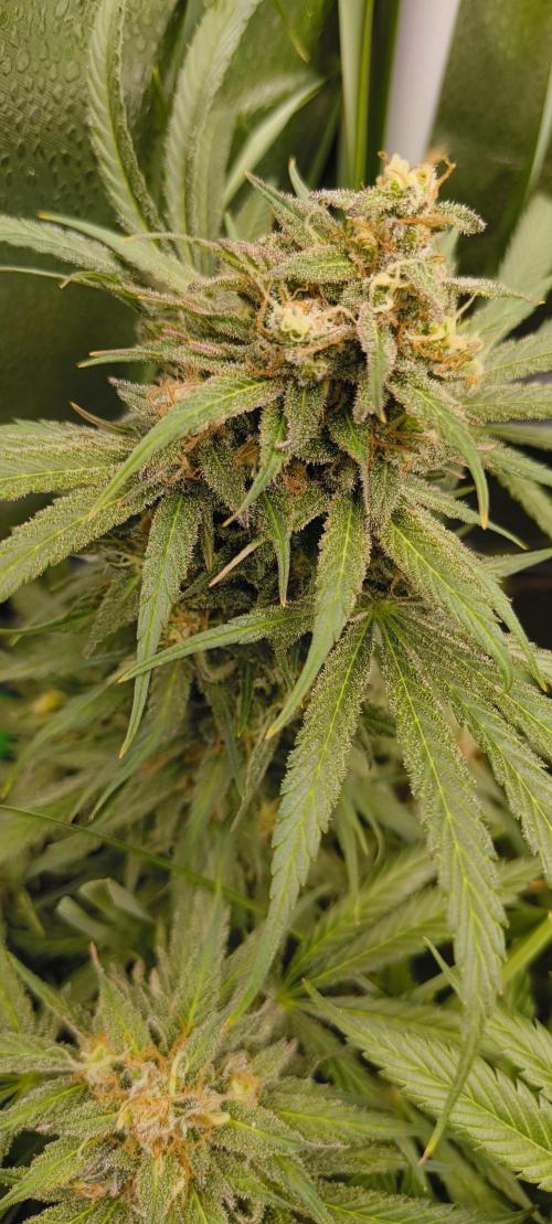 Living Soil rocks!🤘🏼. Week 14