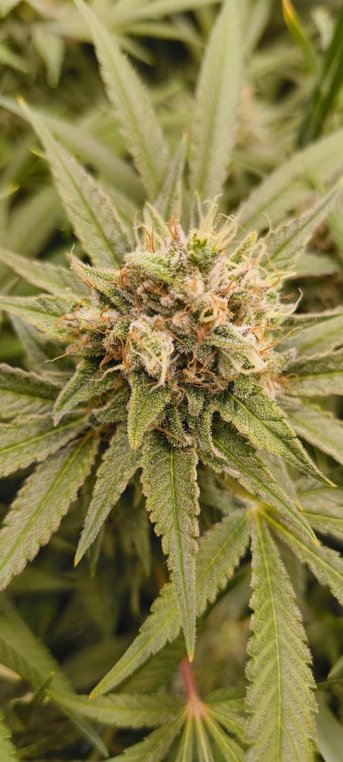 Living Soil rocks!🤘🏼. Week 14