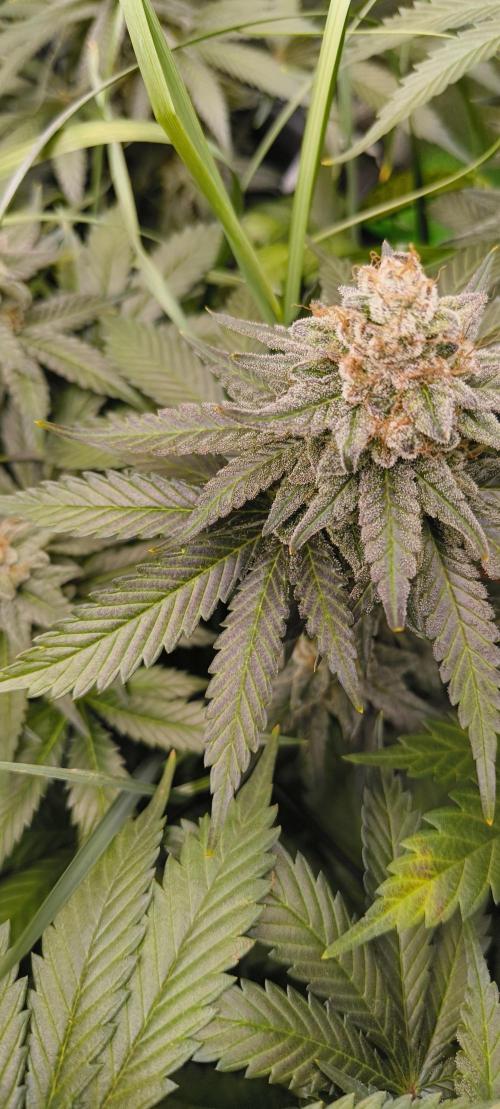 Living Soil rocks!🤘🏼. Week 14