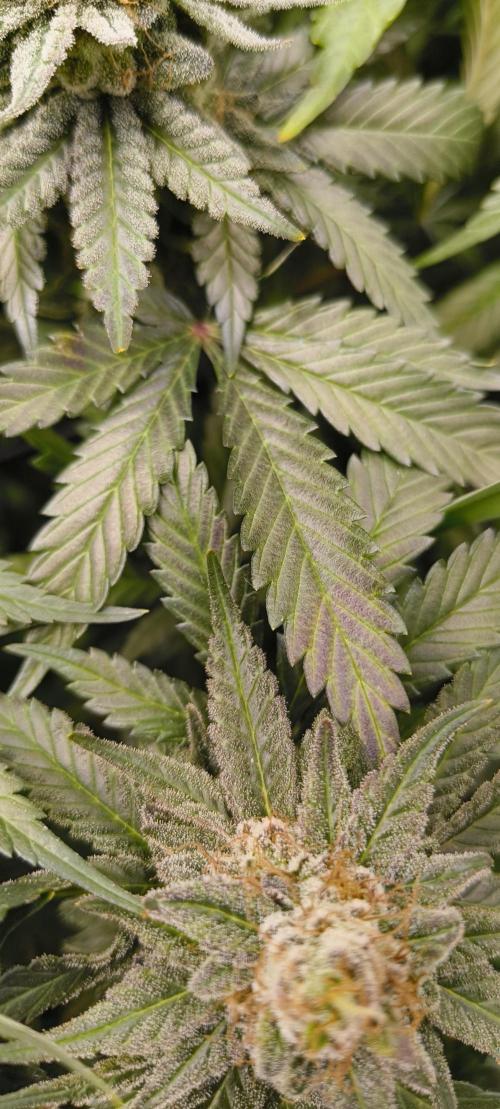 Living Soil rocks!🤘🏼. Week 14