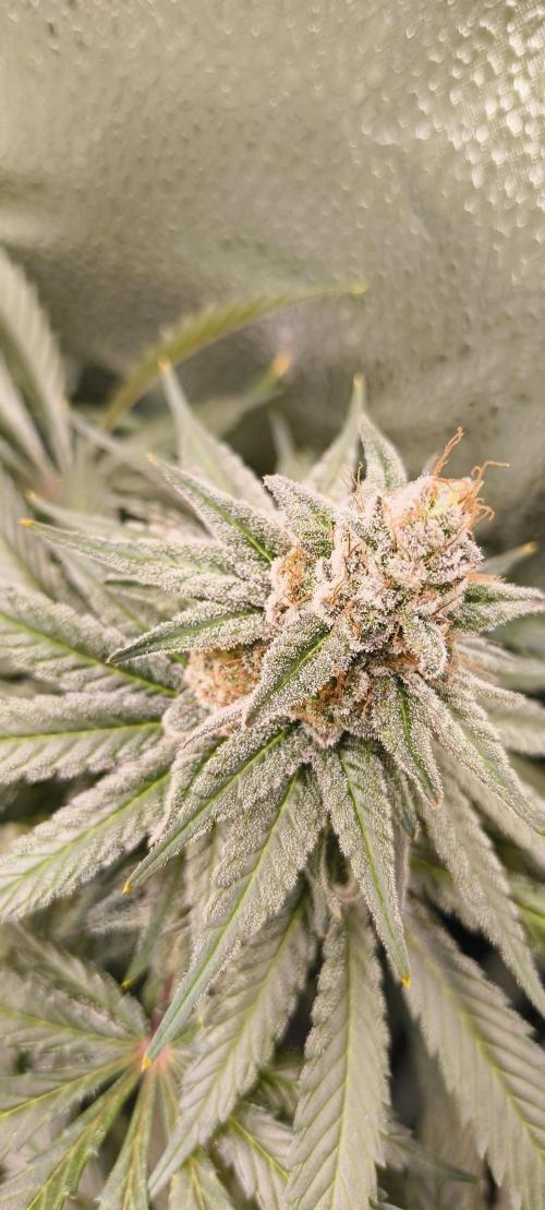 Living Soil rocks!🤘🏼. Week 14