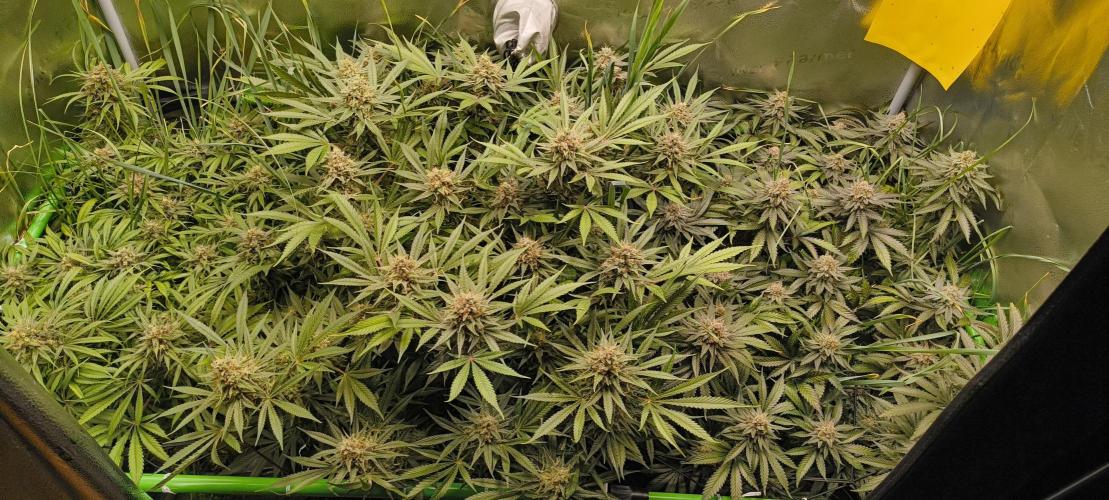 Living Soil rocks!🤘🏼. Week 15 - I can grow myself flowers😋