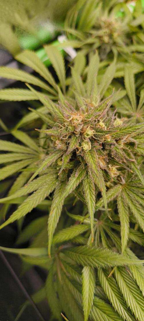 Living Soil rocks!🤘🏼. Week 15 - Sa ah aka CBD Skunk Haze