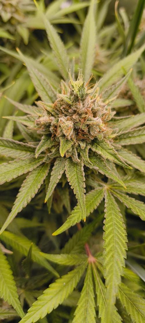 Living Soil rocks!🤘🏼. Week 15 - Walentina aka Wappa