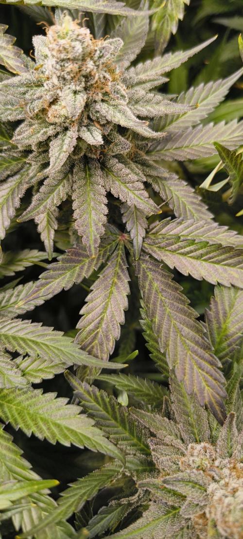 Living Soil rocks!🤘🏼. Week 15 - Almost black