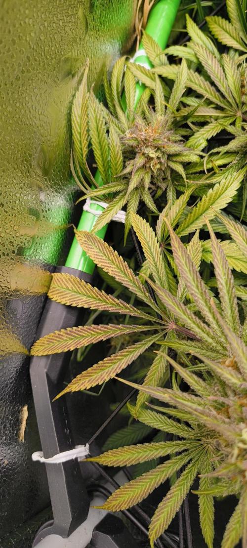 Living Soil rocks!🤘🏼. Week 16 - autumn leaves