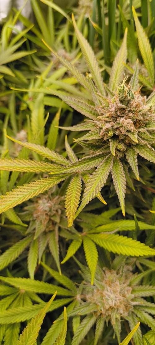 Living Soil rocks!🤘🏼. Week 16