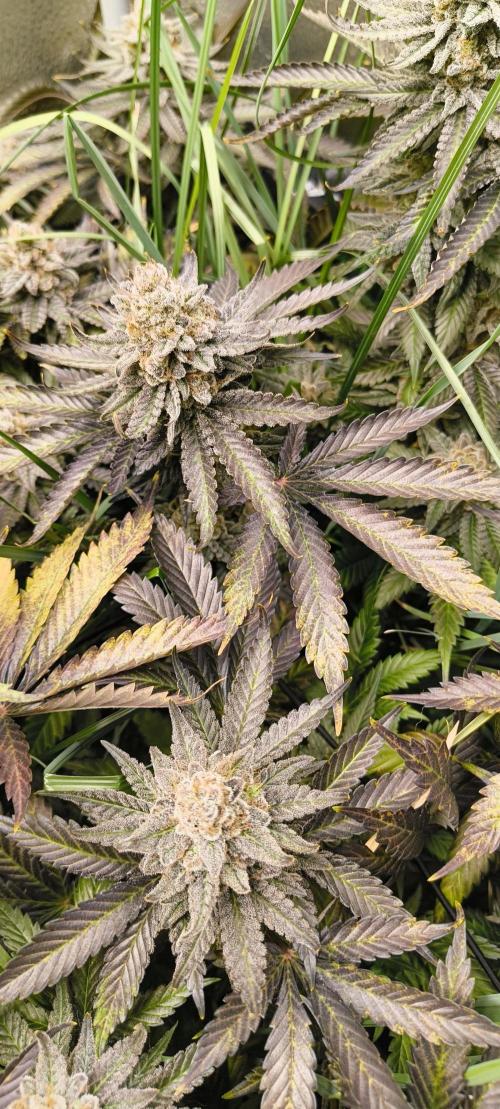 Living Soil rocks!🤘🏼. Week 16 - Golden Brown