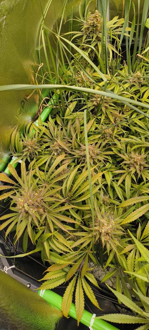 Living Soil rocks!🤘🏼. Week 16