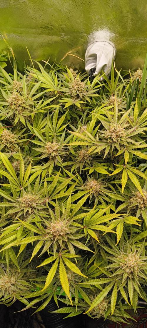 Living Soil rocks!🤘🏼. Week 16