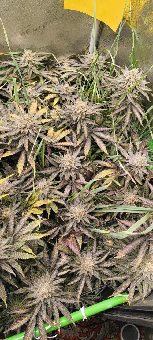 Living Soil rocks!🤘🏼. Week 16