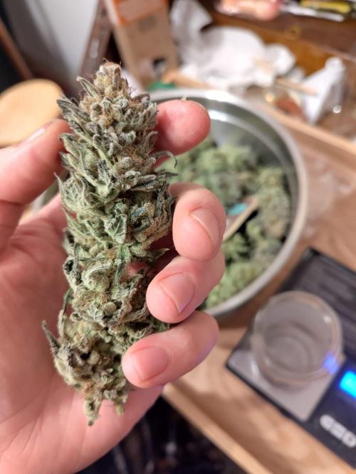 Living Soil rocks!🤘🏼. Week 17