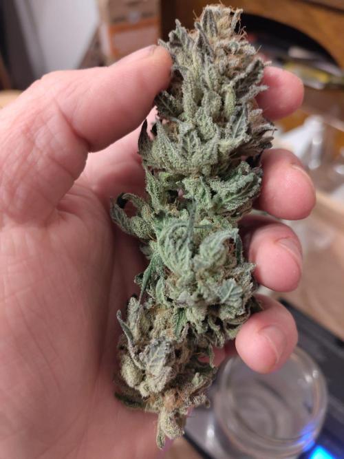 Living Soil rocks!🤘🏼. Week 17