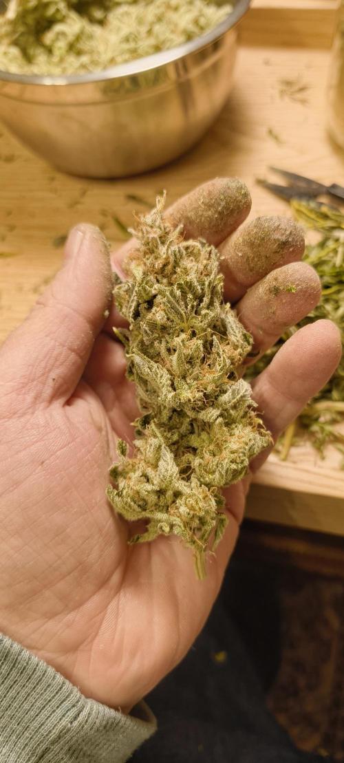 Living Soil rocks!🤘🏼. Week 17