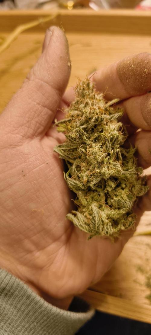 Living Soil rocks!🤘🏼. Week 17