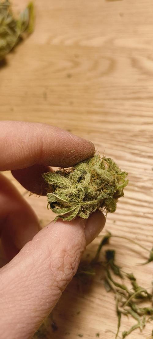 Living Soil rocks!🤘🏼. Week 17