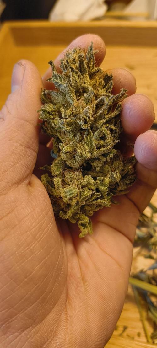 Living Soil rocks!🤘🏼. Week 17