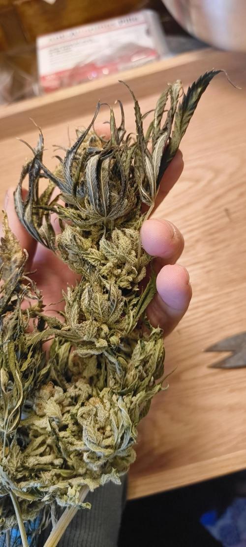 Living Soil rocks!🤘🏼. Week 17