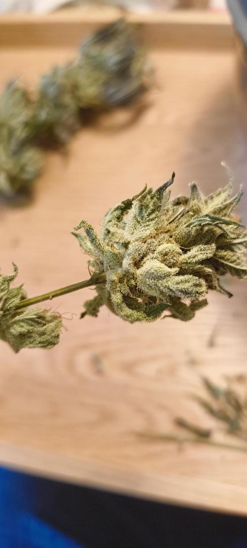 Living Soil rocks!🤘🏼. Week 17