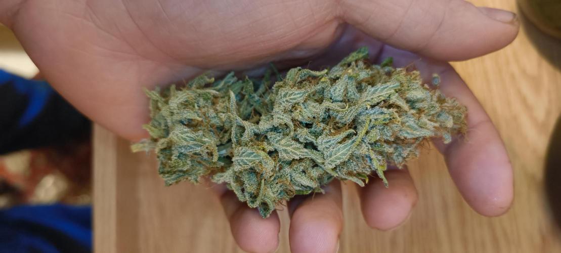 Living Soil rocks!🤘🏼. Week 17