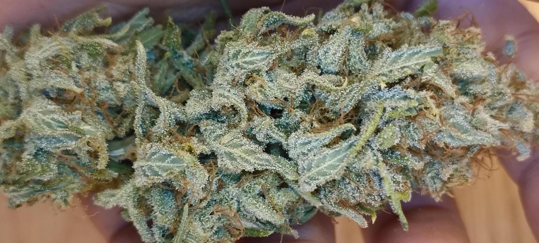 Living Soil rocks!🤘🏼. Week 17